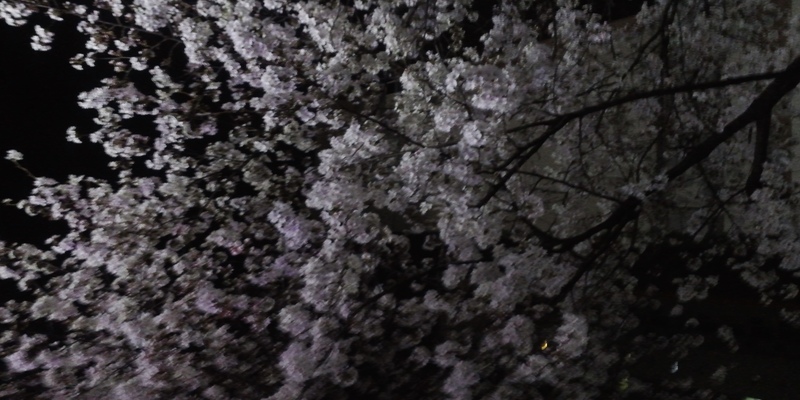 /images/post/thumbnail/john_home_cherry_blossom.jpeg