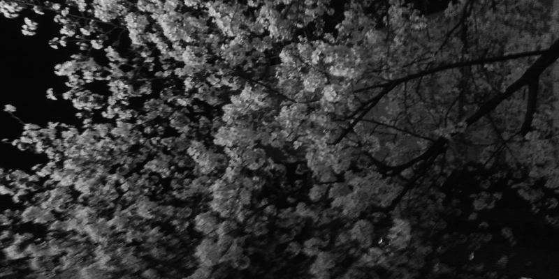 /images/post/thumbnail/john_home_cherry_blossom_2.jpeg
